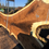 Thumbnail: Black Walnut 111522-5