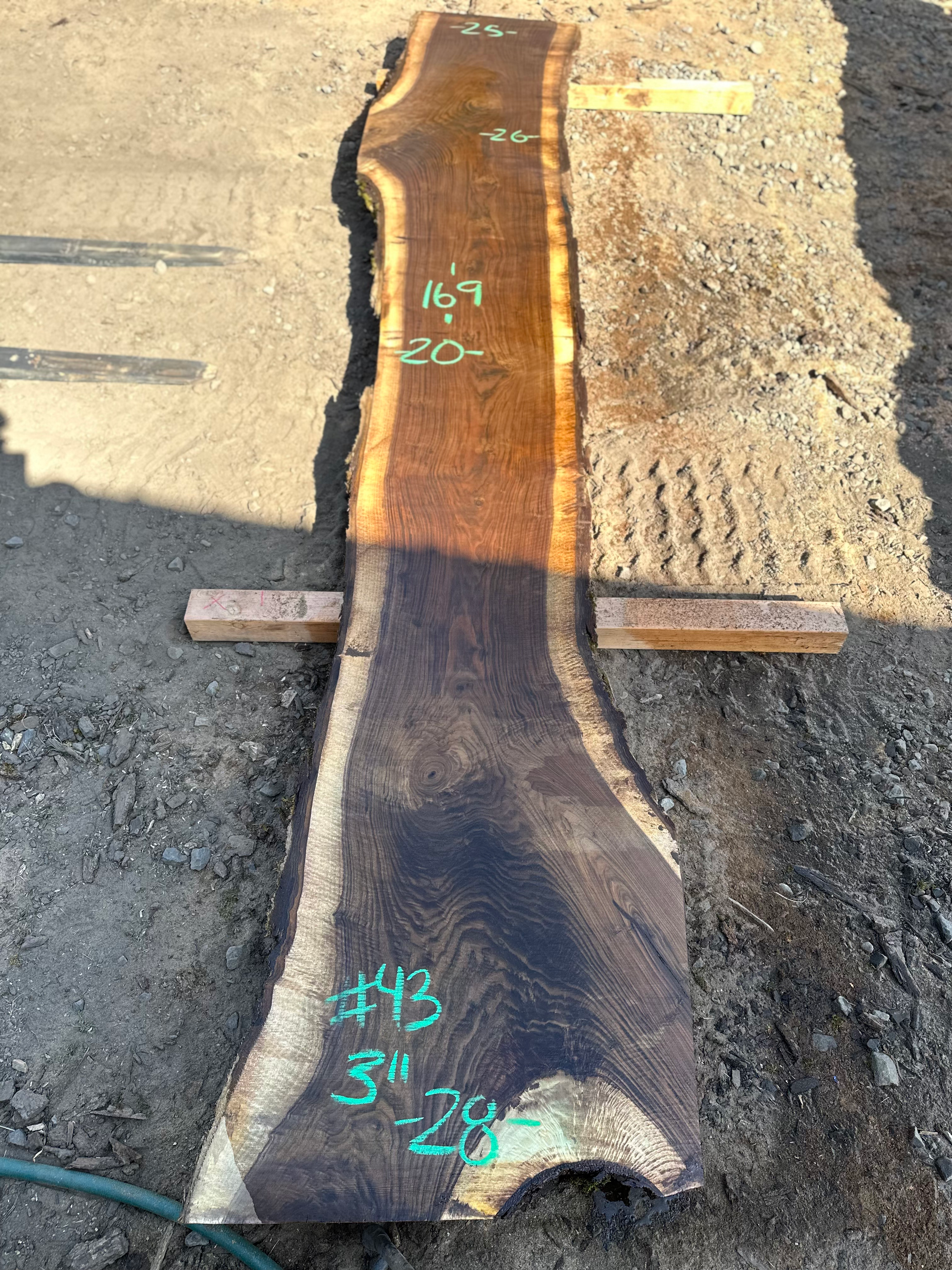 Black Walnut 091323-43