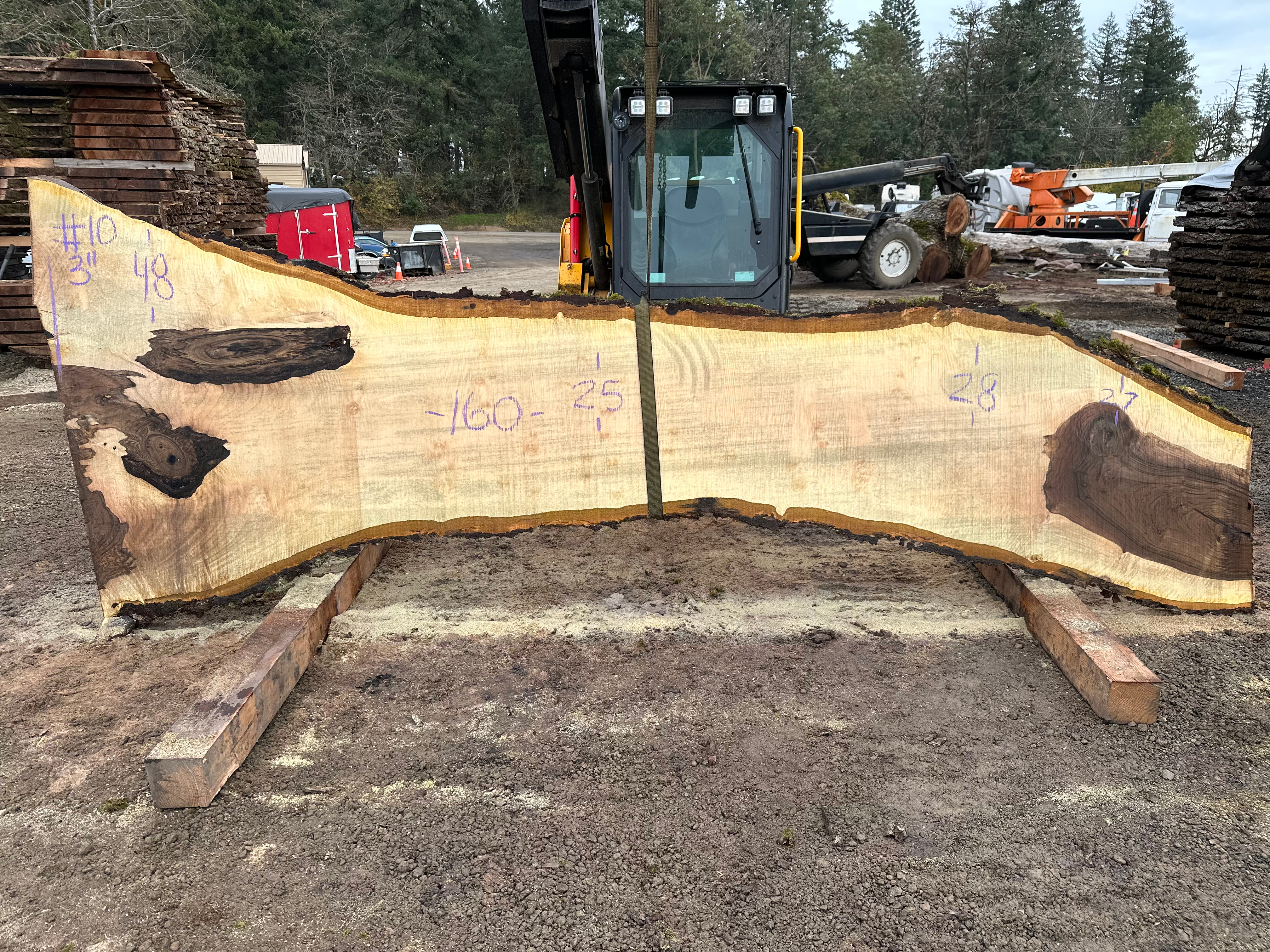 Curly Bastogne Walnut 112823-10