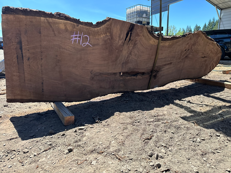Thumbnail: Black Walnut 052824-12
