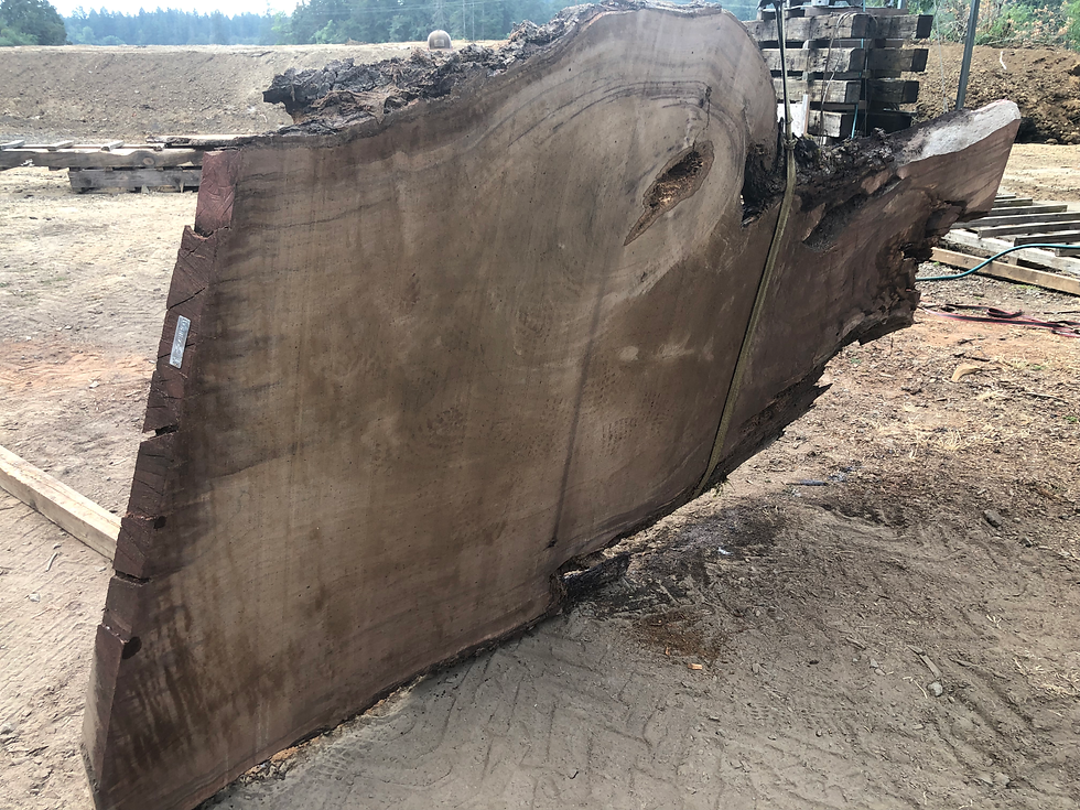 Thumbnail: Black Walnut 081822-2