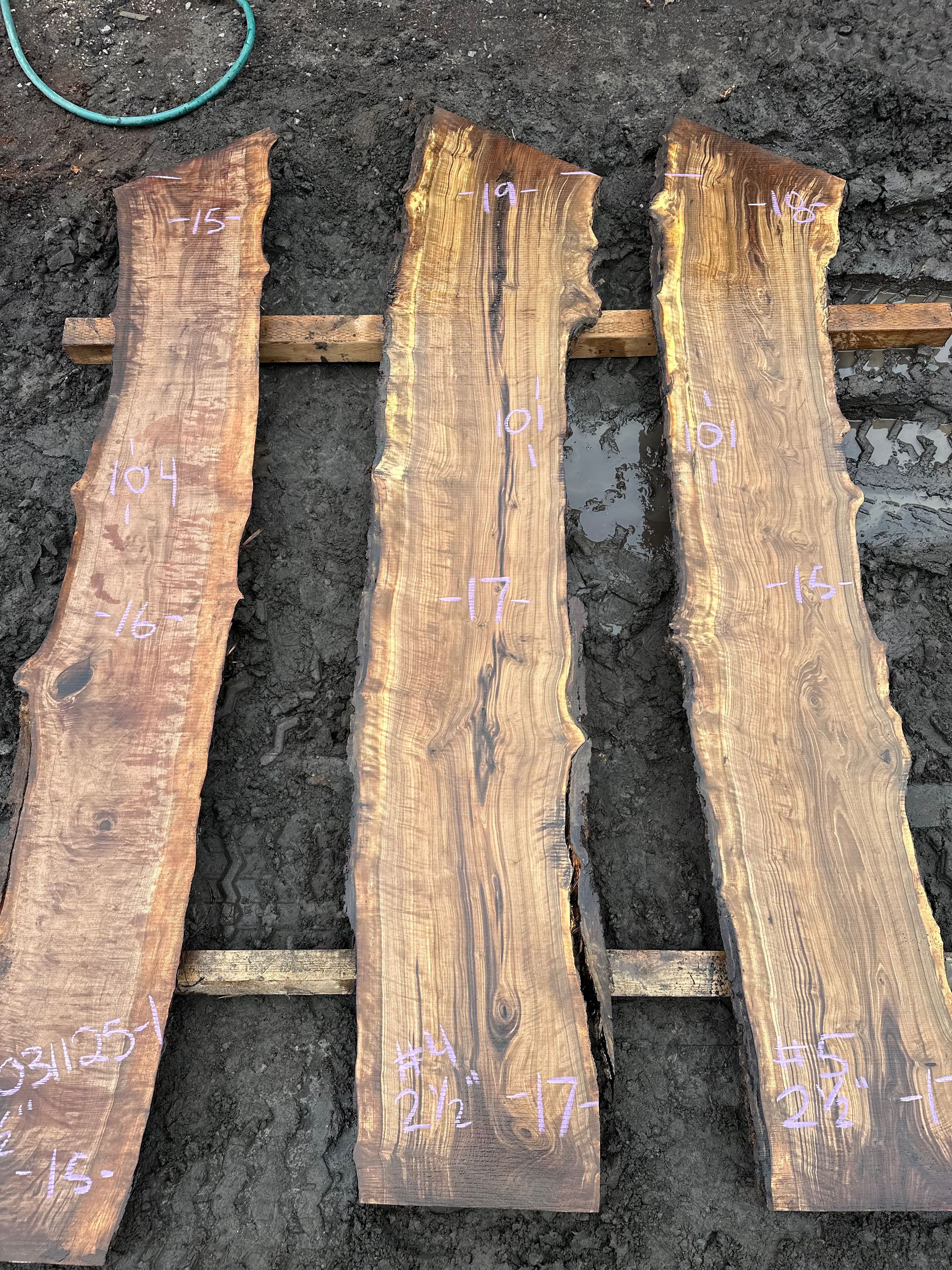 Curly Black Walnut 031125-4