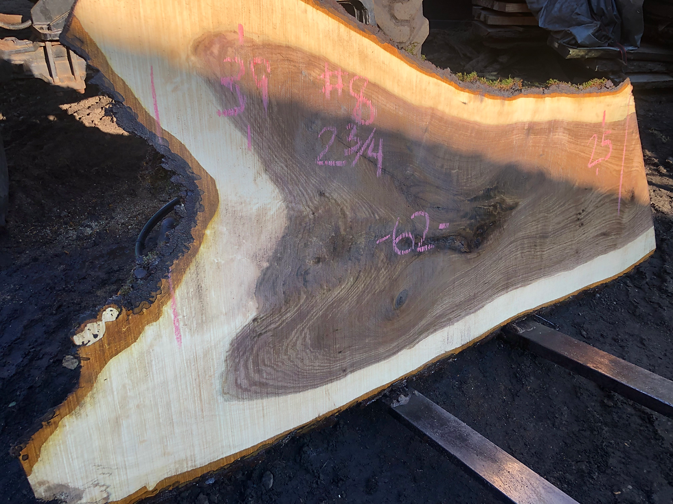 Thumbnail: Black Walnut 11622-8