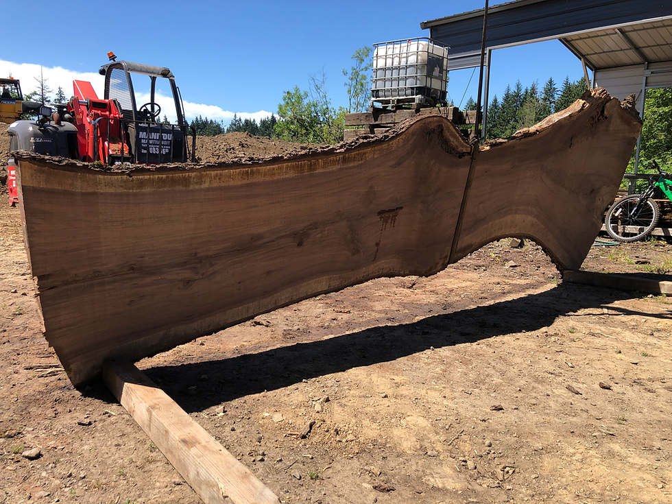 Thumbnail: Black Walnut 062322-4