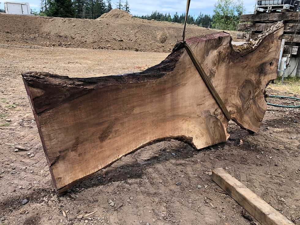 Thumbnail: English Walnut 071522-7