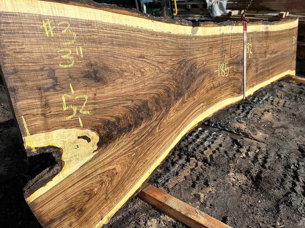 Thumbnail: Black Walnut 101923-3