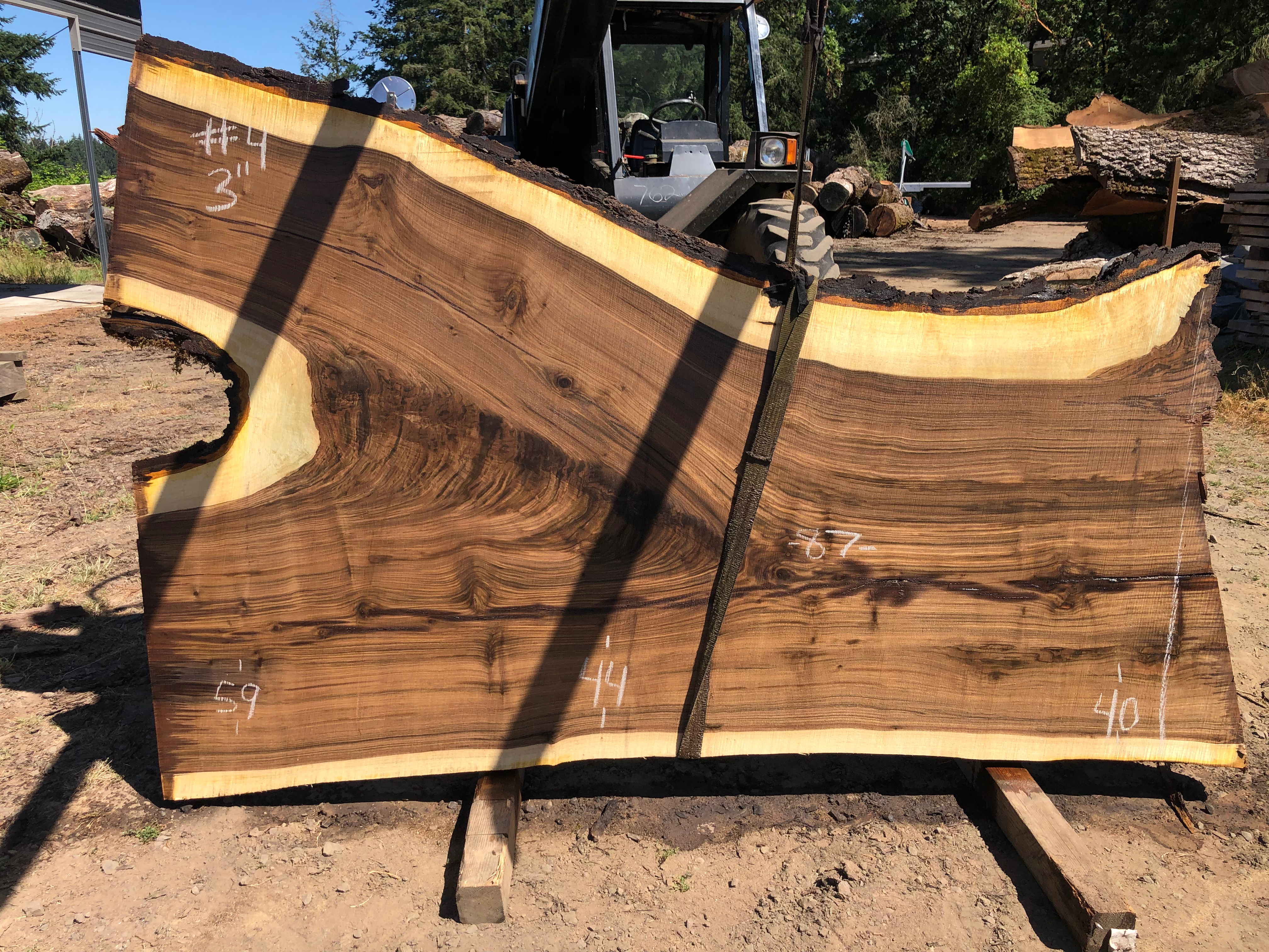 Black Walnut 071322-4