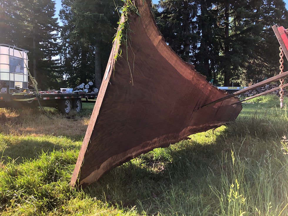 Thumbnail: Black Walnut 052920-1