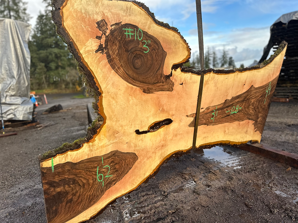 Thumbnail: Curly Bastogne Walnut 120523-10