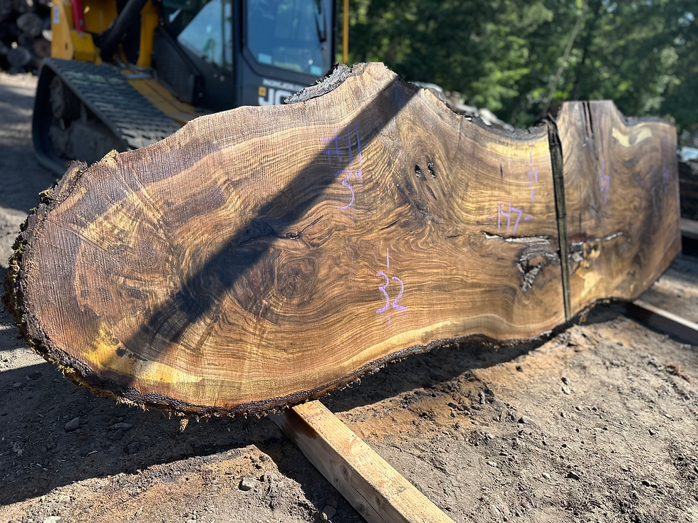 Thumbnail: Black Walnut 052824-11