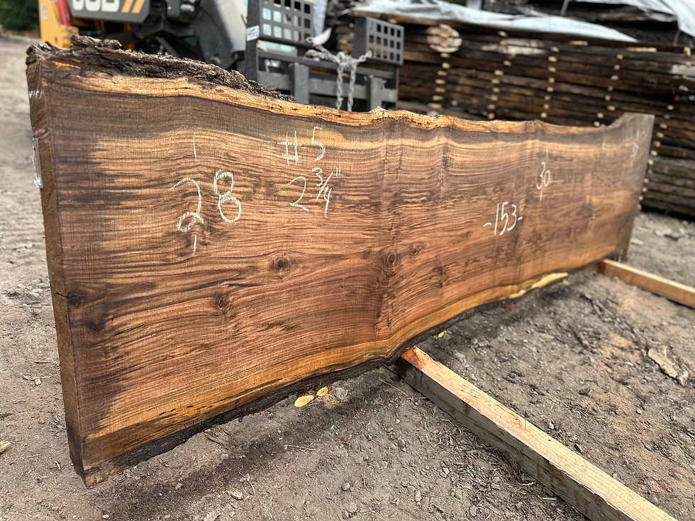 Thumbnail: BLACK WALNUT 071025-5