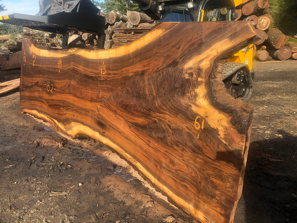 Thumbnail: Black Walnut 111022-4