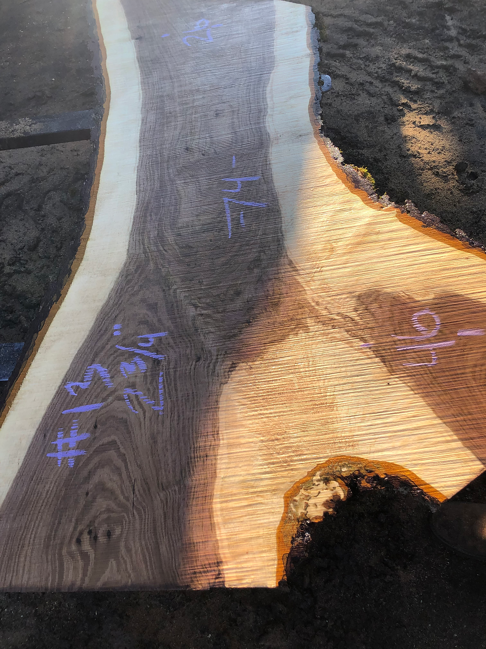 Thumbnail: Black Walnut 11622-13