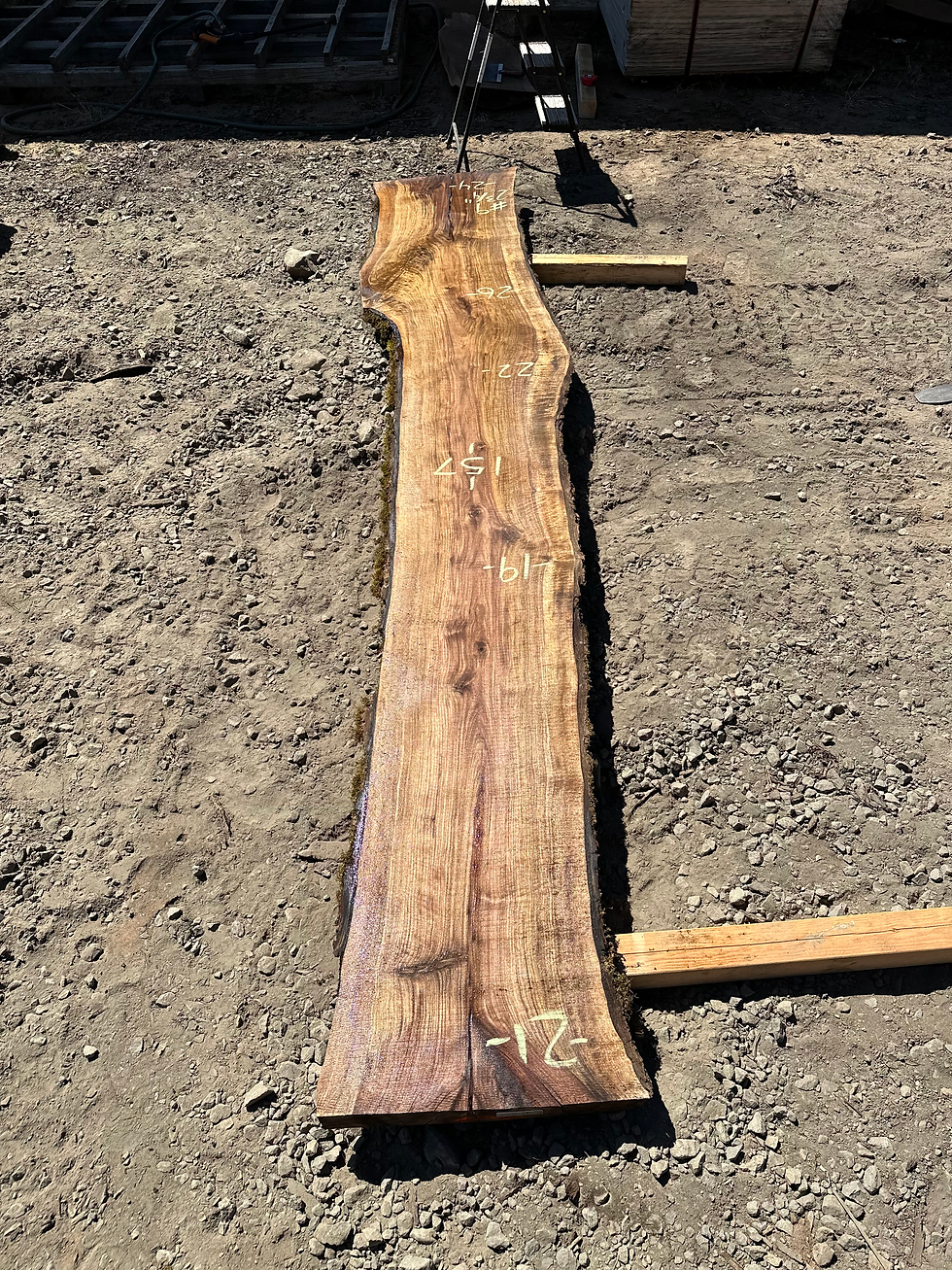 Thumbnail: Black Walnut 081023-10
