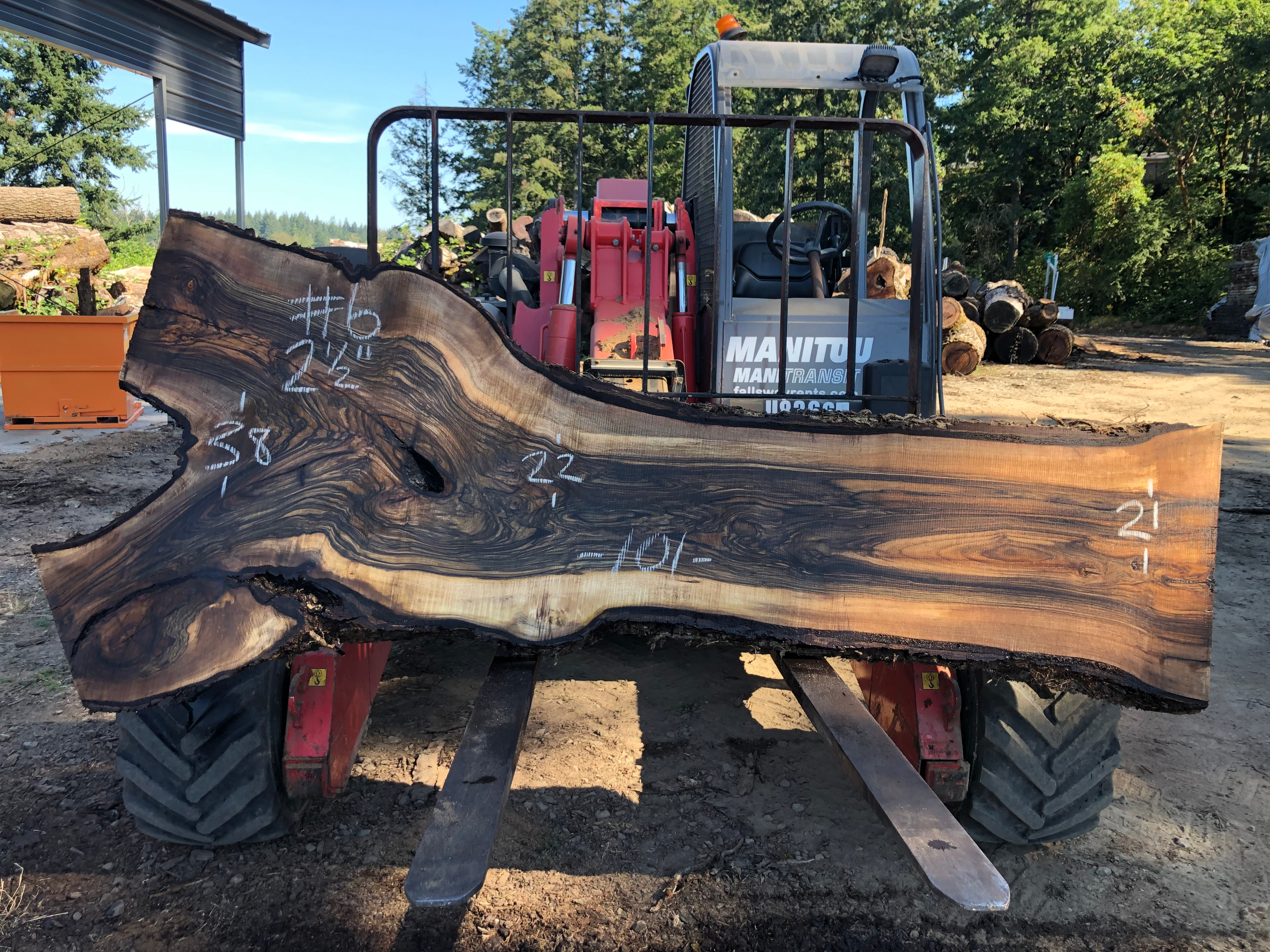 Black Walnut 072522-6