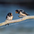 barn-swallow-8097199.jpg
