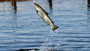 Open Letter to Telegram by Leo White.