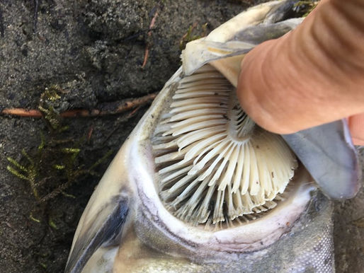 More dire news for West Coast wild salmon populations