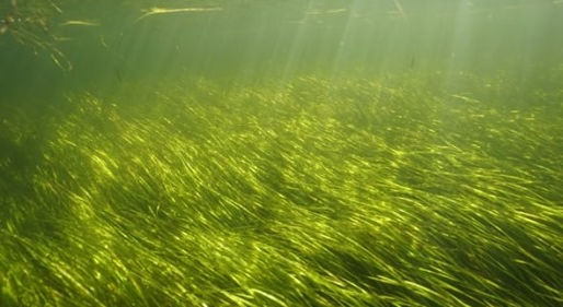 CBC News: Seagrass beds at risk of decline due to high nitrogen levels....