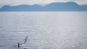 Victory for wild salmon in BC!!