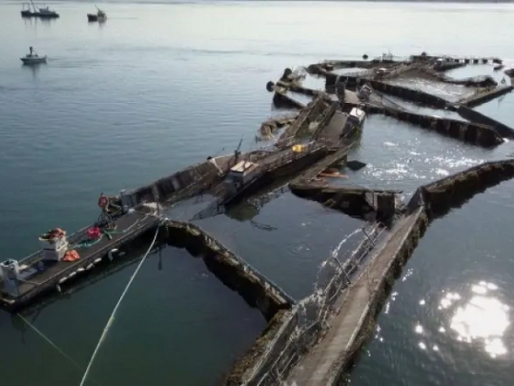 Cooke Aqua files appeal to WA State ruling and also now under investigation in NL for mass mortality