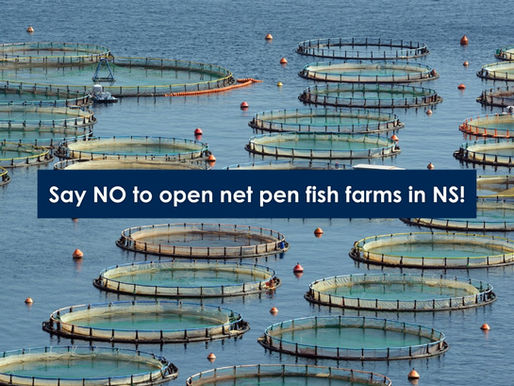 Public Input: Demand letter highlights illegal operation taking place at Cooke NS salmon farm sites