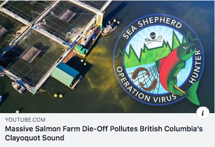Sea Shepherd Video of Massive Salmon Die-Off at CERMAQ farms in Tofino BC