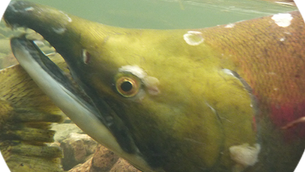 Canadian Wildlife Federation:  Letter to Ban Aquaculture