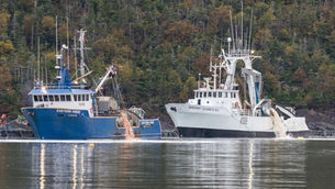 Days after apologizing to NL Fisheries Minister Byrne for massive die-off, Mowi CEO Aarskog resigns