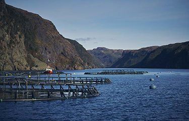 Nearly 93,000 salmon suffer and die slow agonizing death from lack of oxygen in net-pen salmon farm