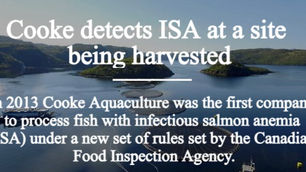 Cooke detects deadly infectious salmon anemia virus in Newfoundland salmon farming facility