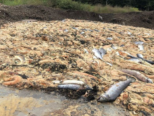 Emails reveal Cooke Aquaculture did not report 100,000 salmon die-off to Maine's DEP