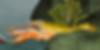 ree