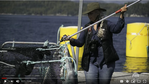 Video:  What Happens when Alexandra Morton gets 10 minutes on a salmon farm...