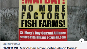 Caged: A video documentary, St.Mary's Bay, Nova Scotia salmon cages, 2011.