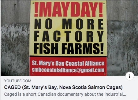 Caged: A video documentary, St.Mary's Bay, Nova Scotia salmon cages, 2011.
