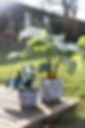 naturaline-7.jpg
