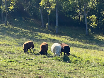 Les moutons de la Maison de l'Andelot