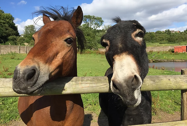 2 horses.webp