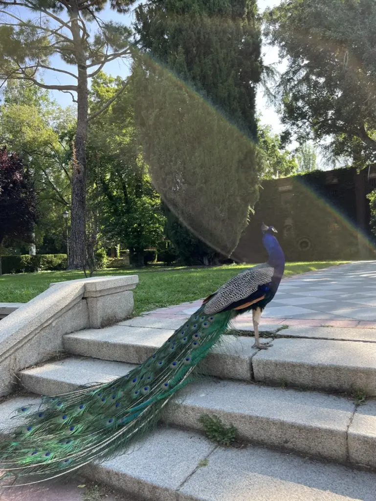 peacock in El retiro park Madrid
