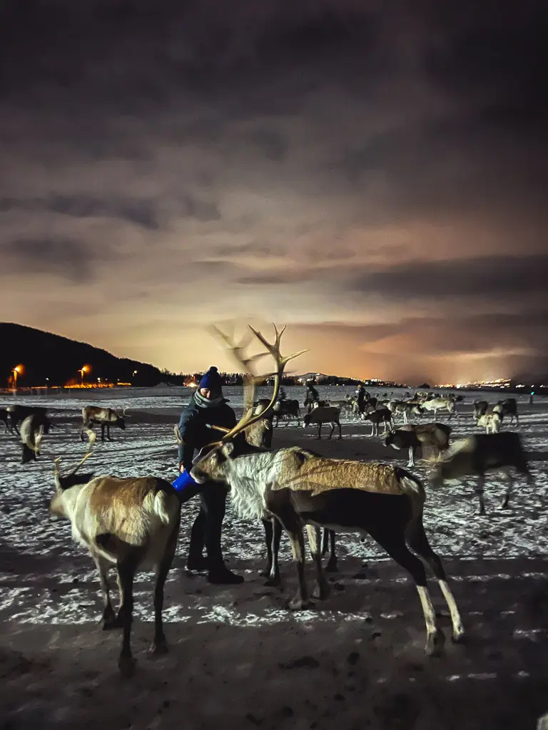 girl with reindeers feeding them in tromso