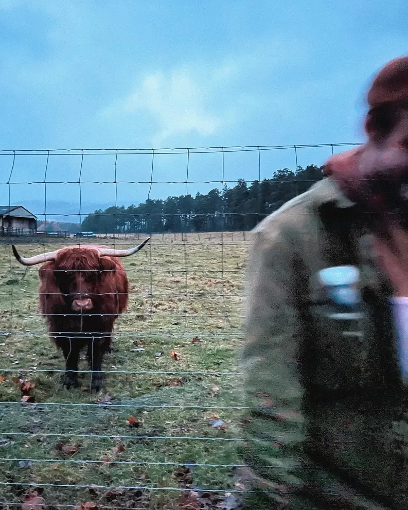 Highland cow looking at man through fence in Ballater Scotland