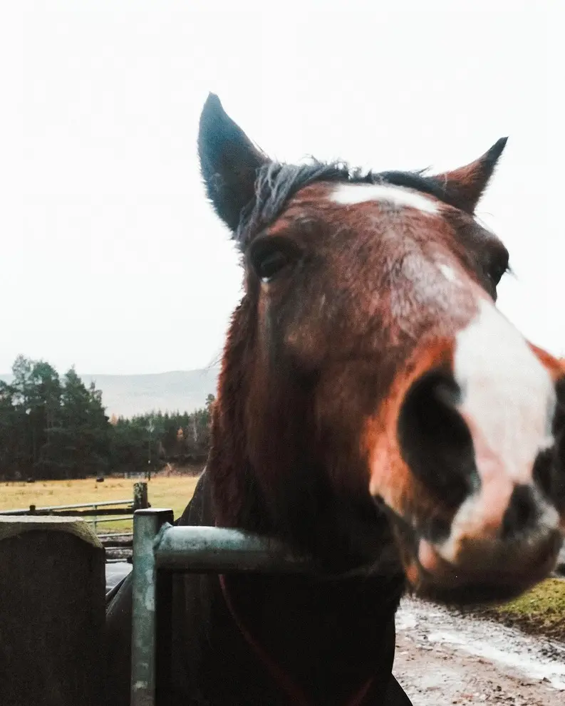 horse close up in ballater scotland
