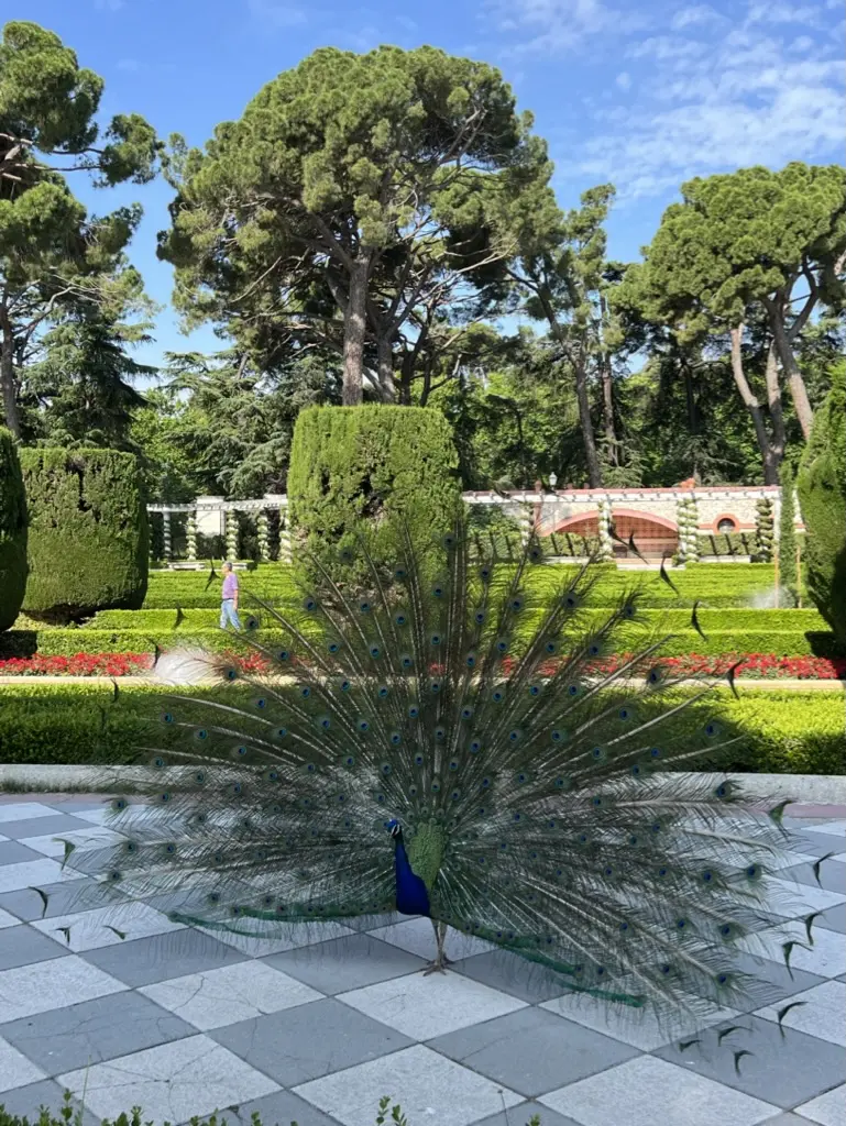 peacock in el retiro park madrid