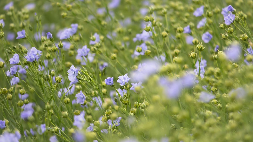 field of purple and green flowers of linen farming