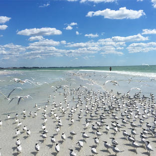 SIESTA KEY RETREAT