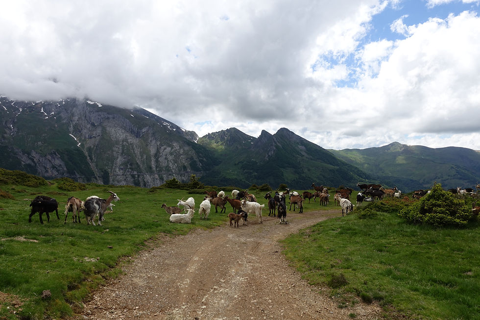 gravel cycling, Pyrenees, switchbacks, mountains, goats, Col du Soulor, Col d'Aubisque