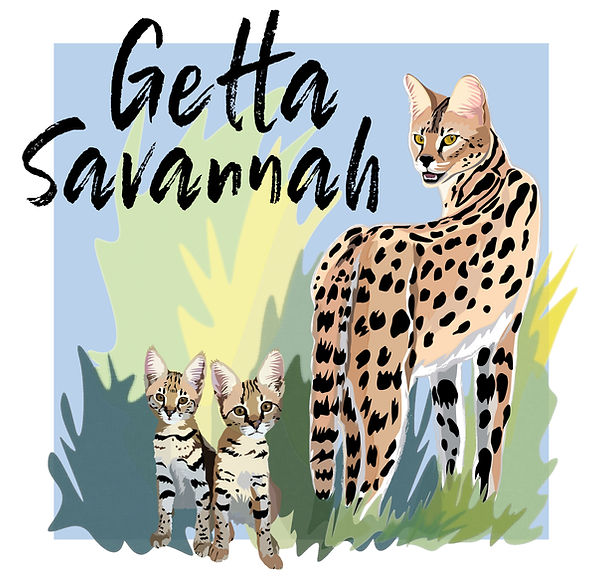 savannah kitten, available savannahs, F1 savannah, F2 savannah, F3 savannah, F6 savannah, F7 savannah, available savannah kittens, cat, cat, exotic, exotic cats, big cats, hybrid cats, hybrid, serval, feline, kittens, available kittens, San Diego, California, savannah, savannah cats, getta savannah, getta savannah cattery, TICA, savannah cats for sale, savannah kittens for sale, savannah cat