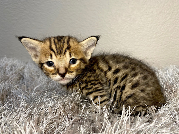 Getta Savannah