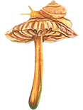 Snail-shroom Sticker.png